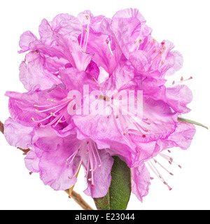 Les fleurs de l'arbuste du nord floraison précoce, le Rhododendron PJM dans un studio. Banque D'Images