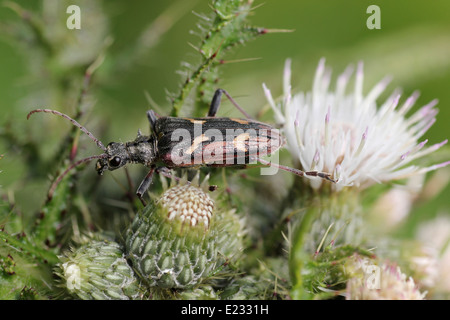 Deux-Longicorne Rhagium bifasciatum bagué Banque D'Images