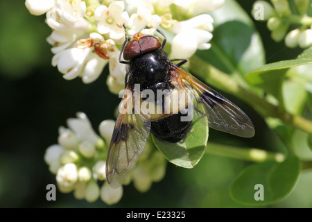 Grand Pied-hoverfly Volucella pellucens Banque D'Images