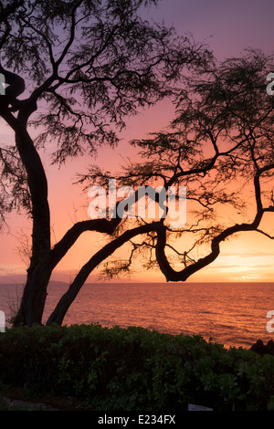 Arbre avec branches et le coucher du soleil. Maui, Hawaii. Banque D'Images