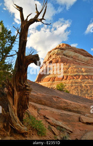 Le Red Rock désert le long de la route de l'arrière-pays de l'autoroute 128 et Dewey Bridge site historique près de Castle Valley, Utah Banque D'Images