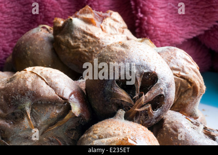 Néflier Mespilus germanica - fruits - studio de photographie d'intérieur Banque D'Images