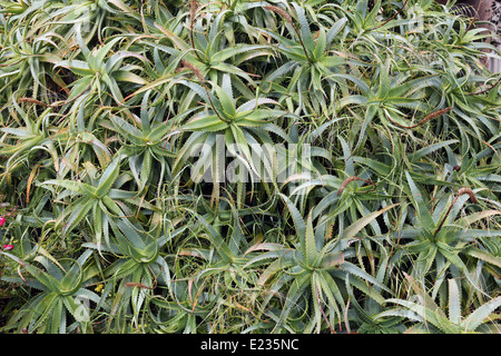 L'Aloe Vera - plante cactus Banque D'Images