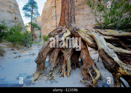 Les racines exposées des arbres de pin ponderosa dans le lit érodé. Les roches tente Monument National. Kasha-Katuwe,Nouveau Mexique Banque D'Images