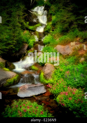 Petite cascade et le singe de fleurs. Bird Creek Meadows. Mt. Wildernesss Adams, Washington Banque D'Images