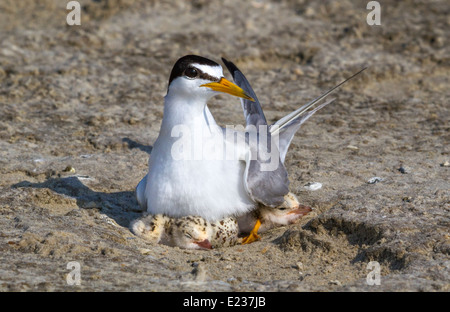 Le petit sternum (Sternula antillarum) au nid avec des poussins, Galveston, TX, USA. Banque D'Images