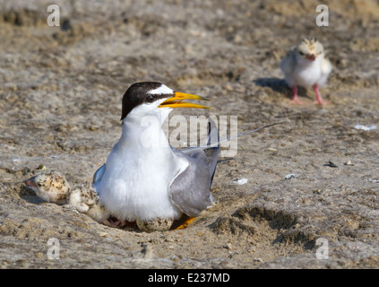 Le petit sternum (Sternula antillarum) au nid avec des poussins, Galveston, TX, USA. Banque D'Images