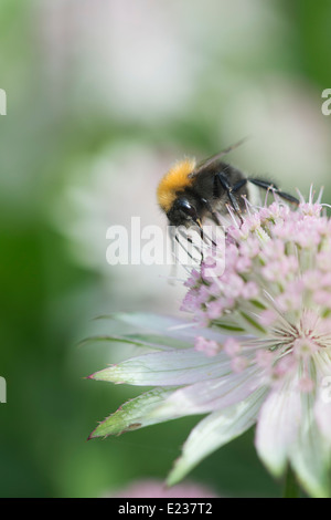 Bombus Hypnorum. L'arbre d'un nectar collecte Bumblebee Astrantia flower Banque D'Images