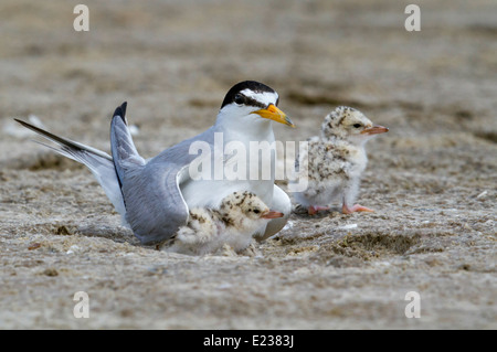 Le petit sternum (Sternula antillarum) au nid avec des poussins, Galveston, TX, USA. Banque D'Images