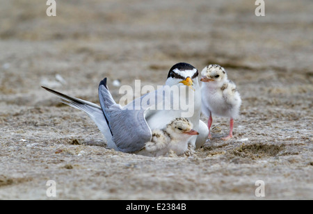 Le petit sternum (Sternula antillarum) au nid avec des poussins, Galveston, TX, USA. Banque D'Images