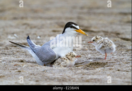 Le petit sternum (Sternula antillarum) au nid avec des poussins, Galveston, TX, USA. Banque D'Images