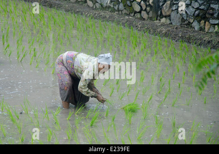 L'Indonésie, l'île de Lombok. Les femmes le repiquage du riz dans une rizière indonésienne typique. Banque D'Images