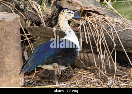 Beau mâle Comb Duck Sarkidiornis melanotos) (reposant sur le sol. Banque D'Images