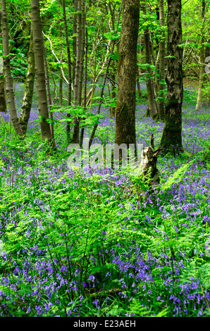 Bluebells ( Endymion non-scriptus ) dans Eggerslack à fleurs, bois de Grange-Over-Sands Nr, Cumbria, England, UK Banque D'Images