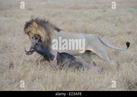 East African Lion - Massai lion (Panthera leo) nubica portant un homme tué de gnous Masai Mara - Kenya - Afrique de l'Est Banque D'Images