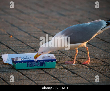 Pays de Galles Aberystwyth UK, 14 juin 2014 à la fin d'une belle journée d'été de presque sans interruption le soleil et des températures dans les années 20 Celsius, une mouette récupère à partir d'une puce jetés sur la promenade de paquets à Aberystwyth, sur la côte ouest du pays de Galles, UK Crédit photo : Keith morris/Alamy Live News Banque D'Images