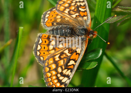 Marsh Fritillary Butterfly - Eurodryas aurinia ailes ouvrir Banque D'Images