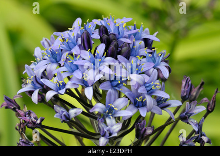 Squill Scilla peruviana - Portugais Banque D'Images
