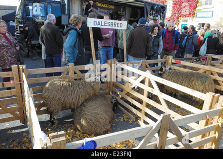 Juste des moutons masham Banque D'Images