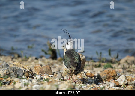 Sur le vanneau sociable (Vanellus vanellus) Shore Banque D'Images