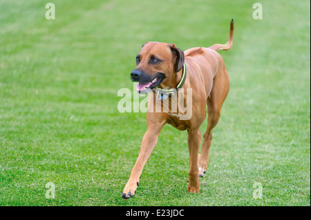 Hund,chien,Rhodesian Ridgeback, afrique du sud , Banque D'Images