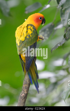 Conure soleil (Aratinga solstitialis) Banque D'Images