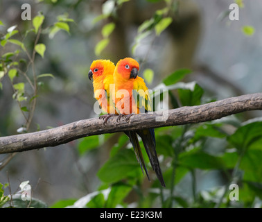 Conure soleil (Aratinga solstitialis) Banque D'Images