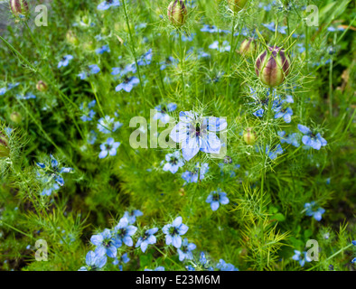 Belle fleur bleue Love in a Mist ou fleurs de Nigella, avec leurs gousses de graines uniques. L'amour dans une fleur de brume. Banque D'Images