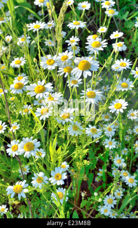 Fond blanc fleurs de camomille Banque D'Images