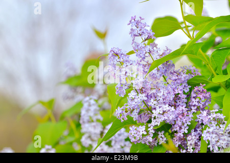 Branche avec fleurs lilas de printemps sur fond de ciel Banque D'Images