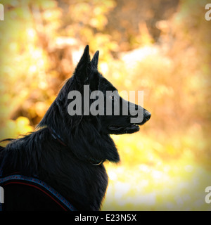 Portrait de chien berger belge Groenendael (variante) à décor de l'automne Banque D'Images