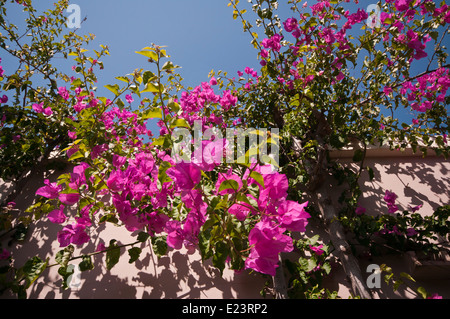 Bougainvillée violet croissant sur un bâtiment de la flore méditerranéenne Banque D'Images