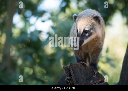 Coati, sud-américaine ou de l'anneau-tailed coati qui envisagent la vie - Le Zoo de Londres tard dans Regent's Park, juin 2014 Banque D'Images