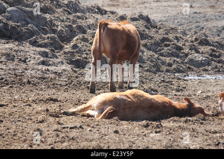 Vaches se reposant dans une petite exploitation-transfert domaine à une petite ferme Banque D'Images