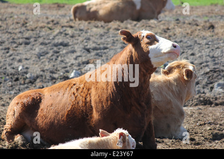 Les vaches se trouvant dans la terre d'une petite zone de transfert de portefeuille à une petite ferme Banque D'Images