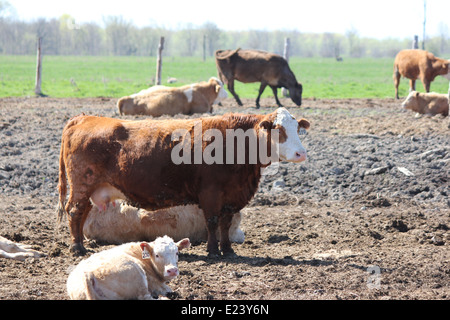 Vaches se reposant dans une petite exploitation-transfert domaine à une petite ferme Banque D'Images