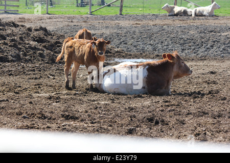 Vaches se reposant dans une petite exploitation-transfert domaine à une petite ferme Banque D'Images