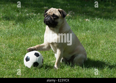 Le PUG avec sa patte sur un terrain de football Banque D'Images