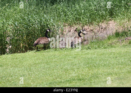 Peu floue gosling (Bernaches du Canada) à propos de 1 mois sur une banque de herbeux au-dessus d'un petit ruisseau Banque D'Images