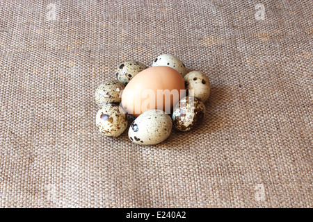 Quelques œufs de caille et l'un de la poule sur l'arrière-plan gris sac Banque D'Images