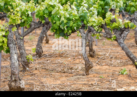 De Vigne près de Bonnieux, Provence, France Banque D'Images