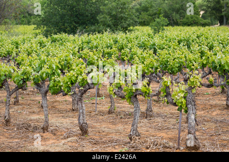 De Vigne près de Bonnieux, Provence, France Banque D'Images