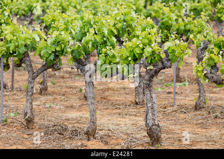 De Vigne près de Bonnieux, Provence, France Banque D'Images