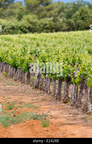 De Vigne près de Bonnieux, Provence, France Banque D'Images