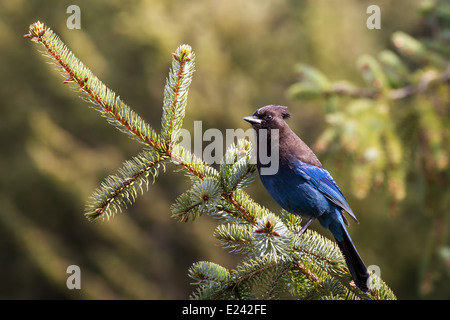 Geai de Steller sur une branche d'épinette de l'Alaska au printemps. Banque D'Images