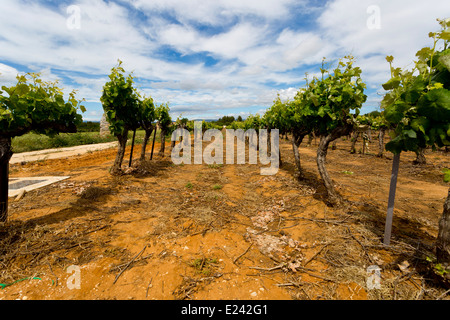 De Vigne près de Bonnieux, Provence, France Banque D'Images