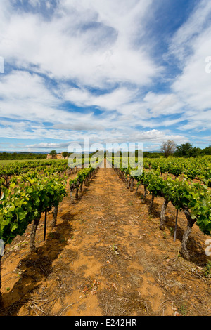 De Vigne près de Bonnieux, Provence, France Banque D'Images