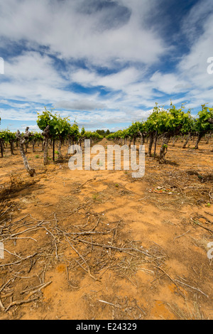 De Vigne près de Bonnieux, Provence, France Banque D'Images