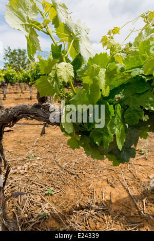 De Vigne près de Bonnieux, Provence, France Banque D'Images