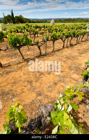 De Vigne près de Bonnieux, Provence, France Banque D'Images